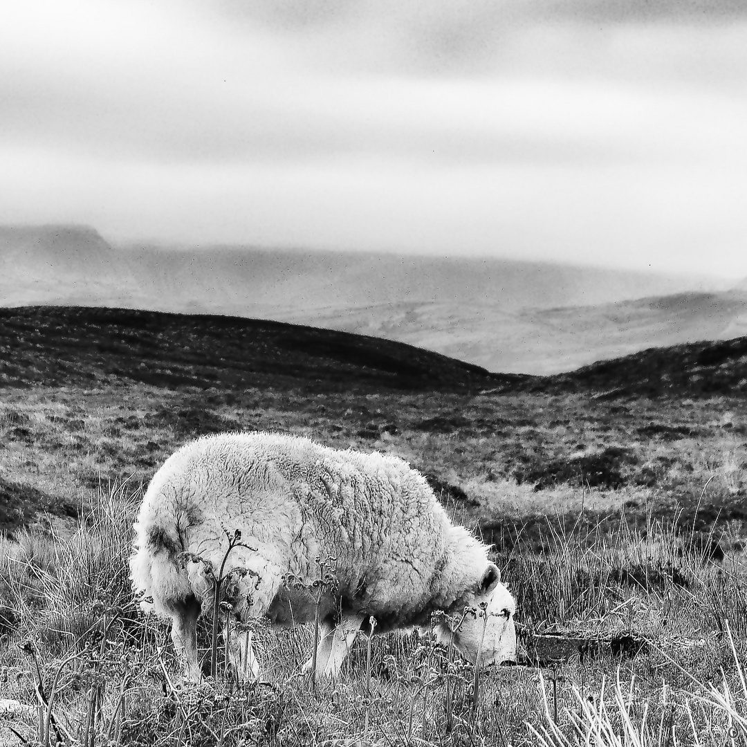 Plain of Lostness  --ZOOM--  GRAFIK Highland Sheep |X|©D5243_BW4224p-05_3#1quad1407