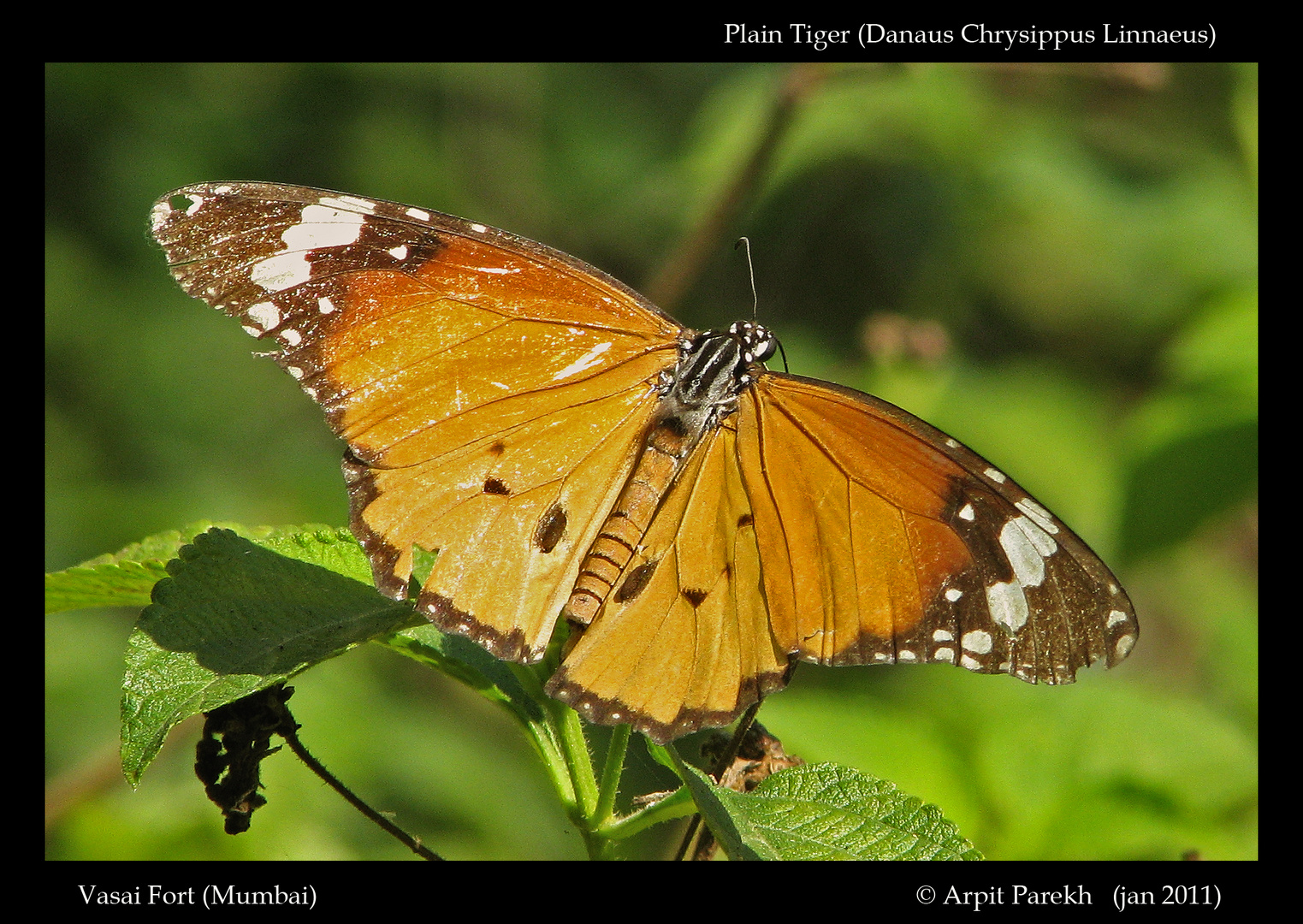 Plain Tiger (Danaus Chrysippus Linnaeus)