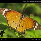 Plain Tiger (Danaus Chrysippus Linnaeus)