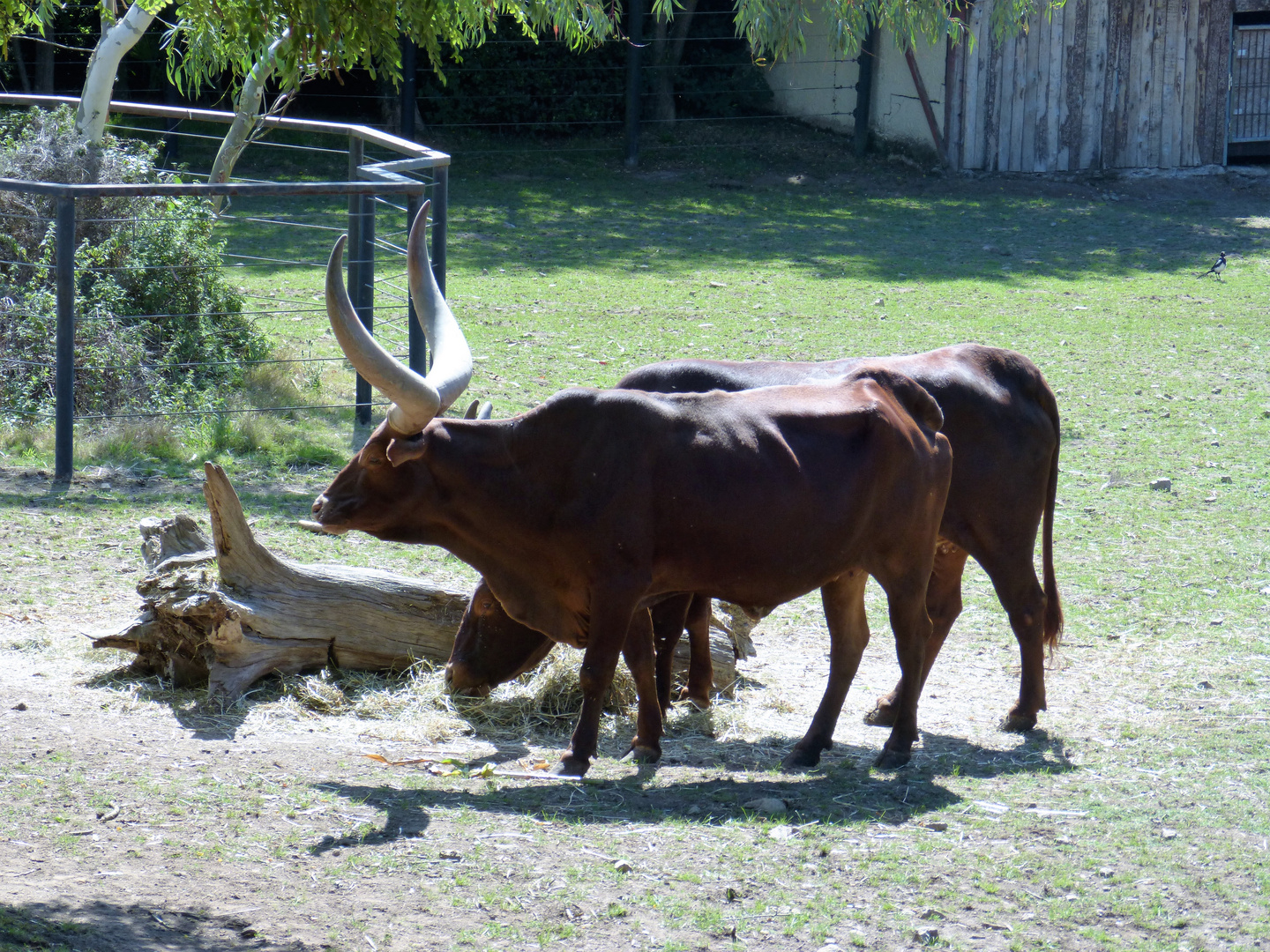 Plaine africaine (2)