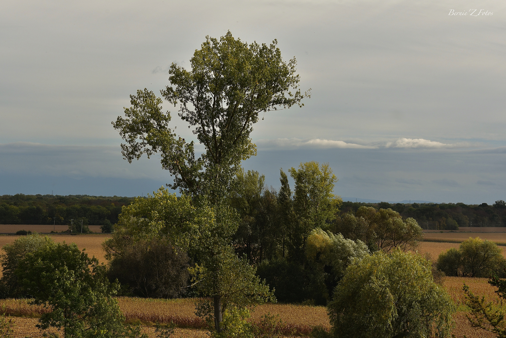 Plaine d'Alsace et ses champs de maïs