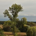 Plaine d'Alsace et ses champs de maïs