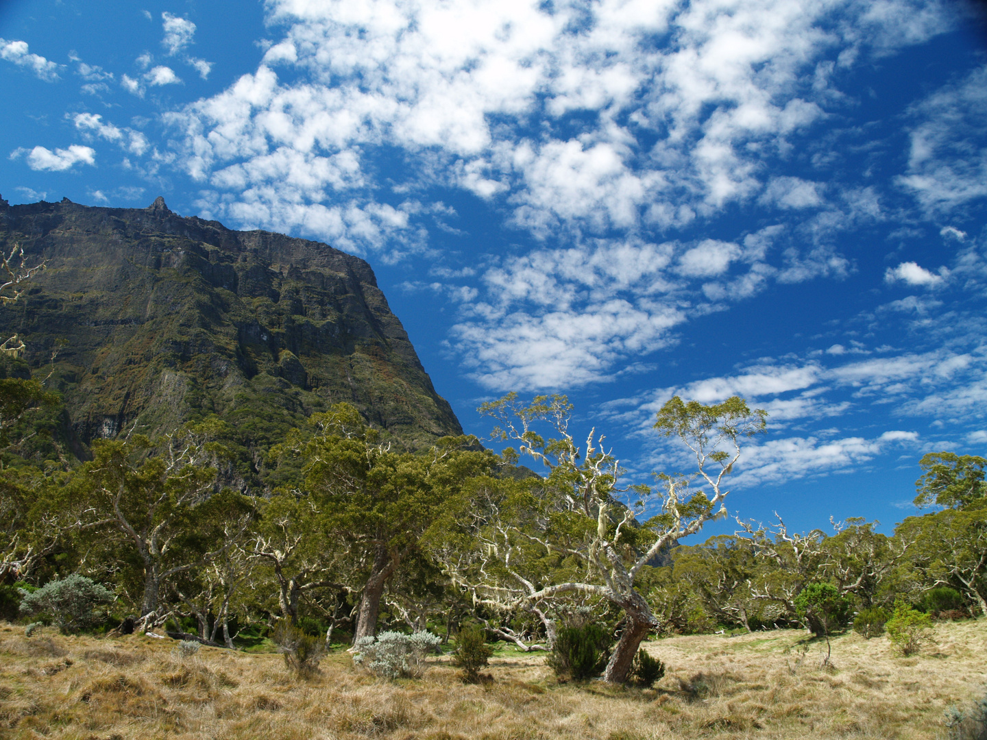 Plaine des Tamarins