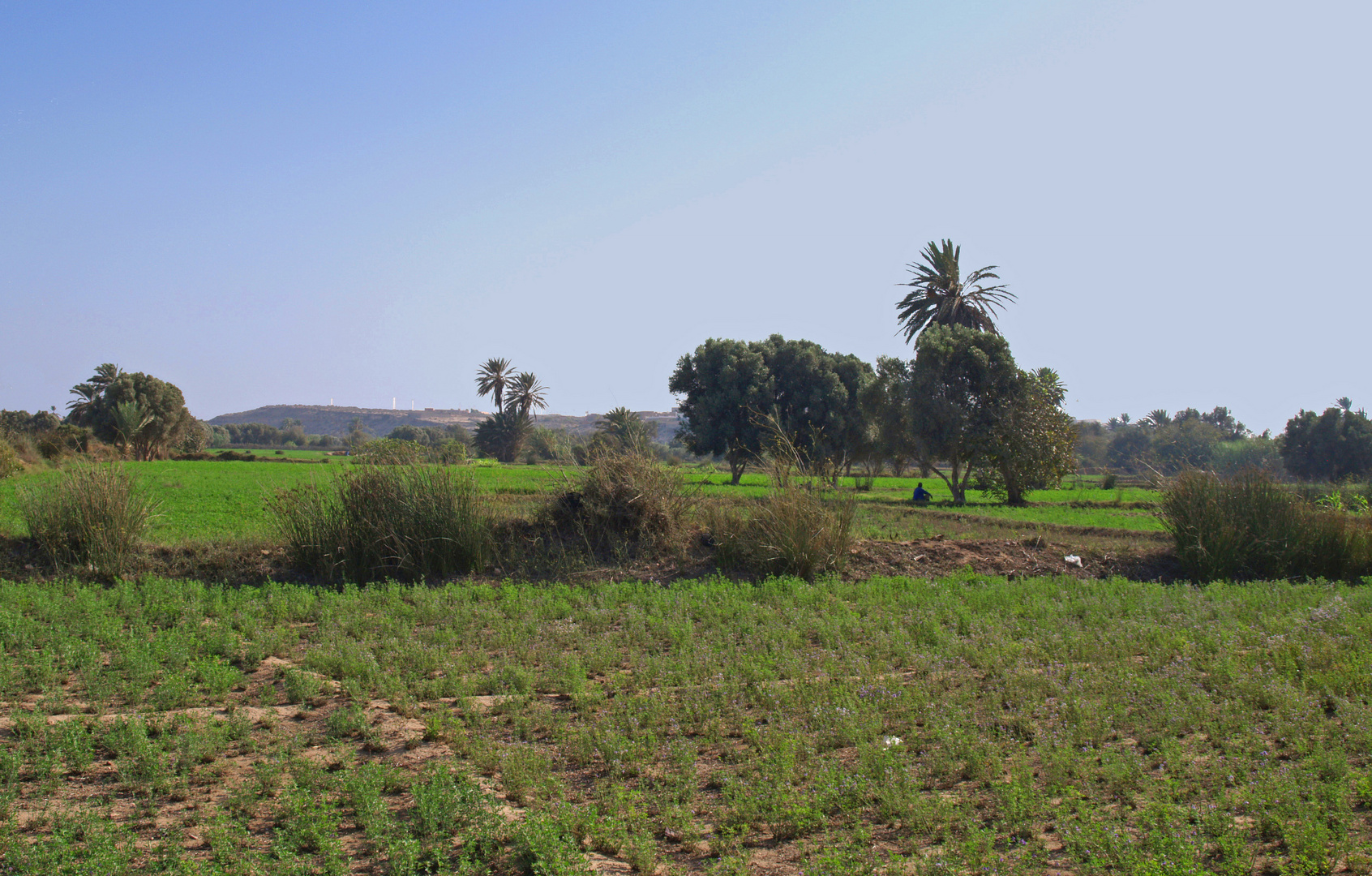 Plaine du Souss dans la région de Souss-Massa-Drâa