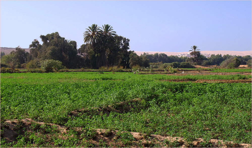 Plaine du Souss dans la région de Souss-Massa-Drâa