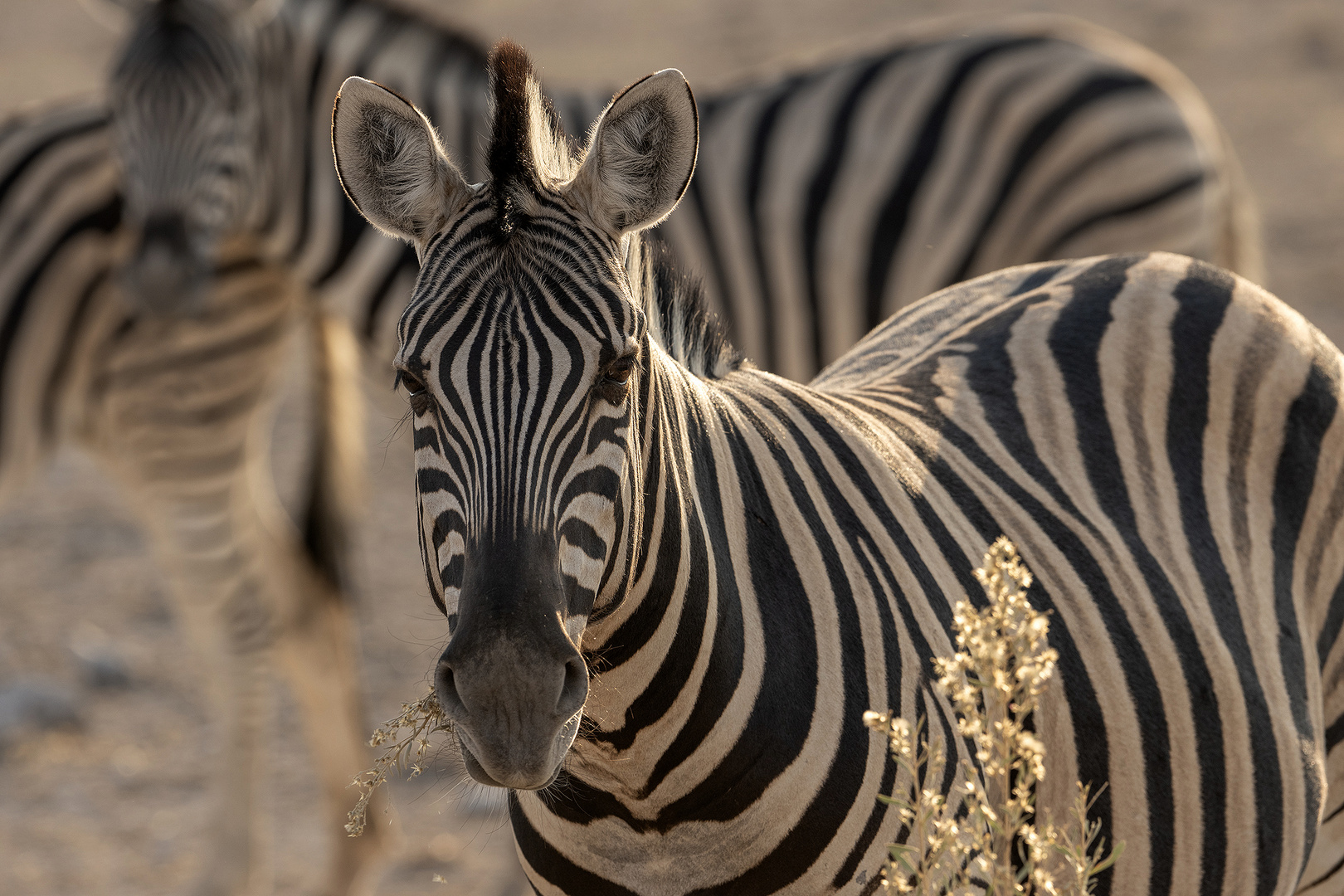 Plains (Burchell's) Zebra