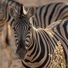 Plains (Burchell's) Zebra