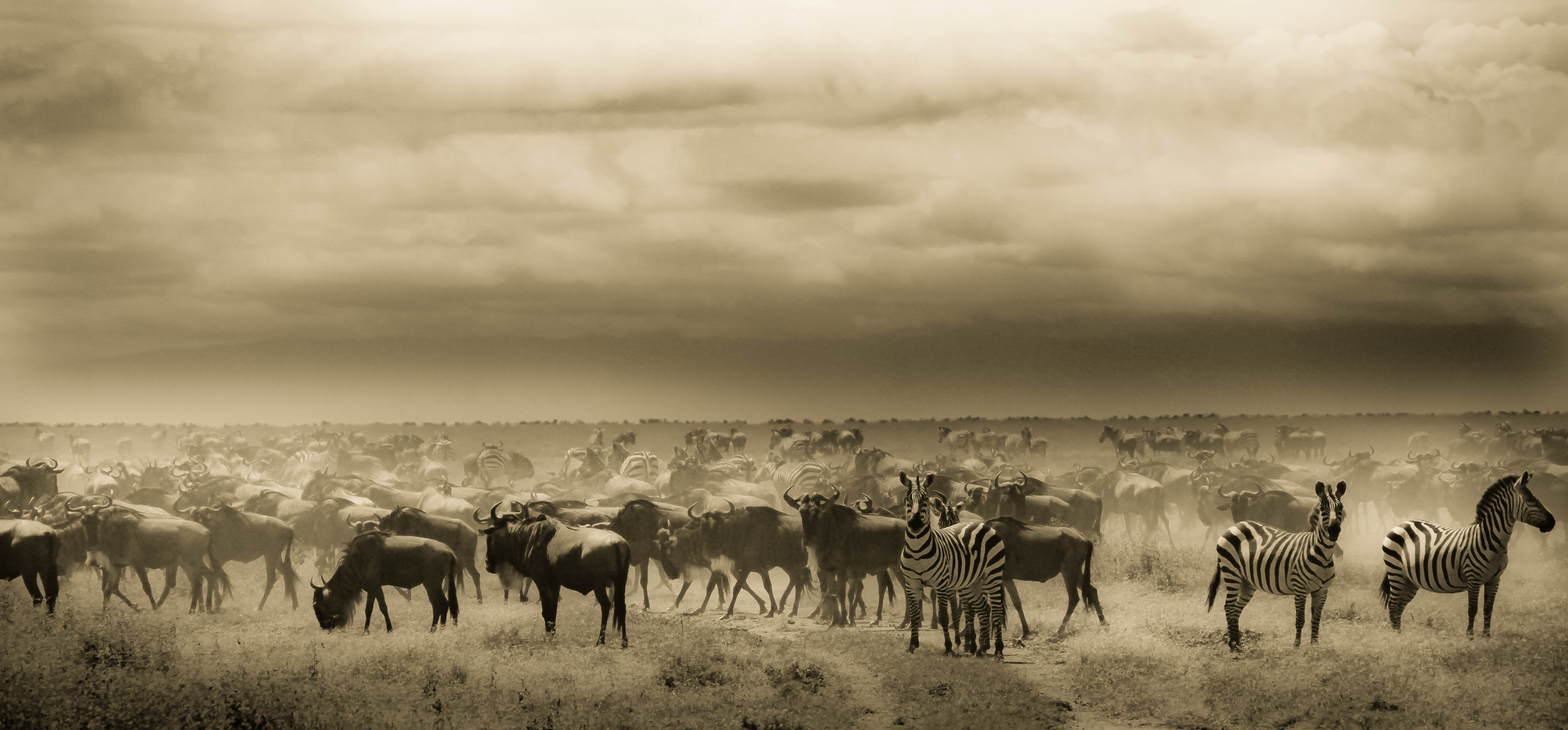 PLAINS OF THE SERENGETI - TANZANIA