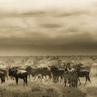 PLAINS OF THE SERENGETI - TANZANIA