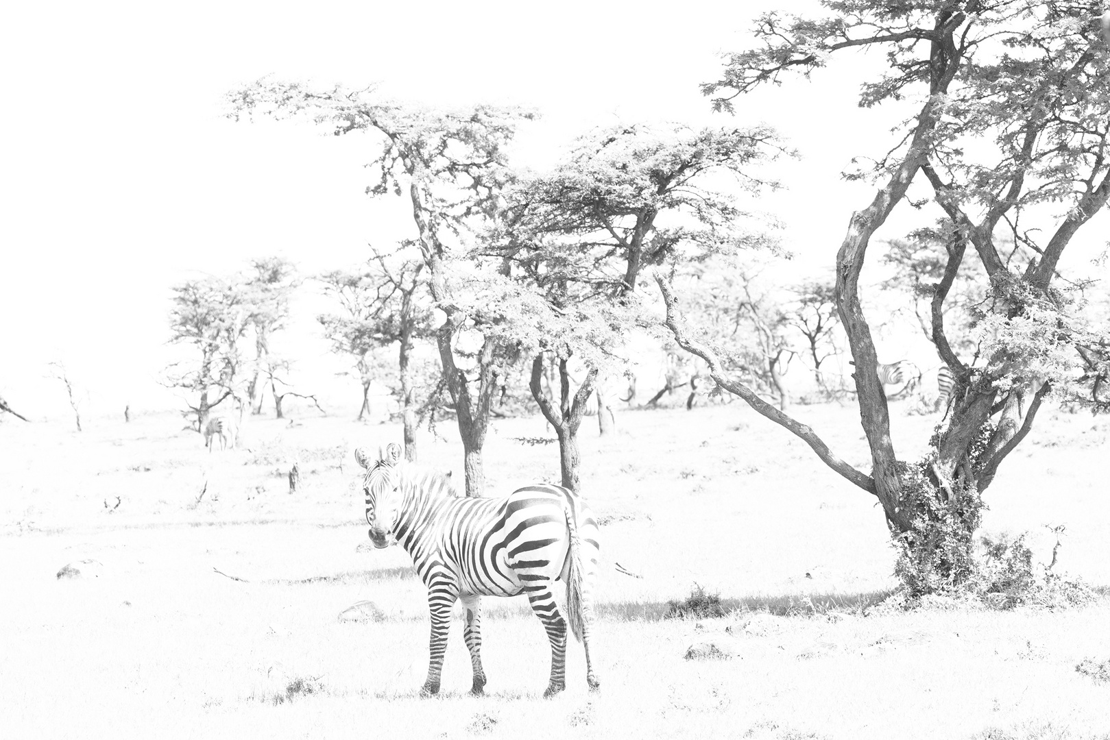 Plains Zebra Black&White