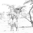 Plains Zebra Black&White