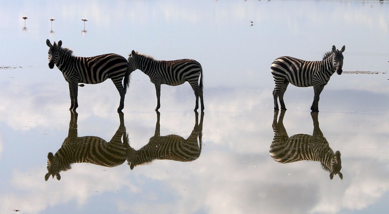 Plains zebras - Amboseli - Kenya