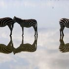 Plains zebras - Amboseli - Kenya