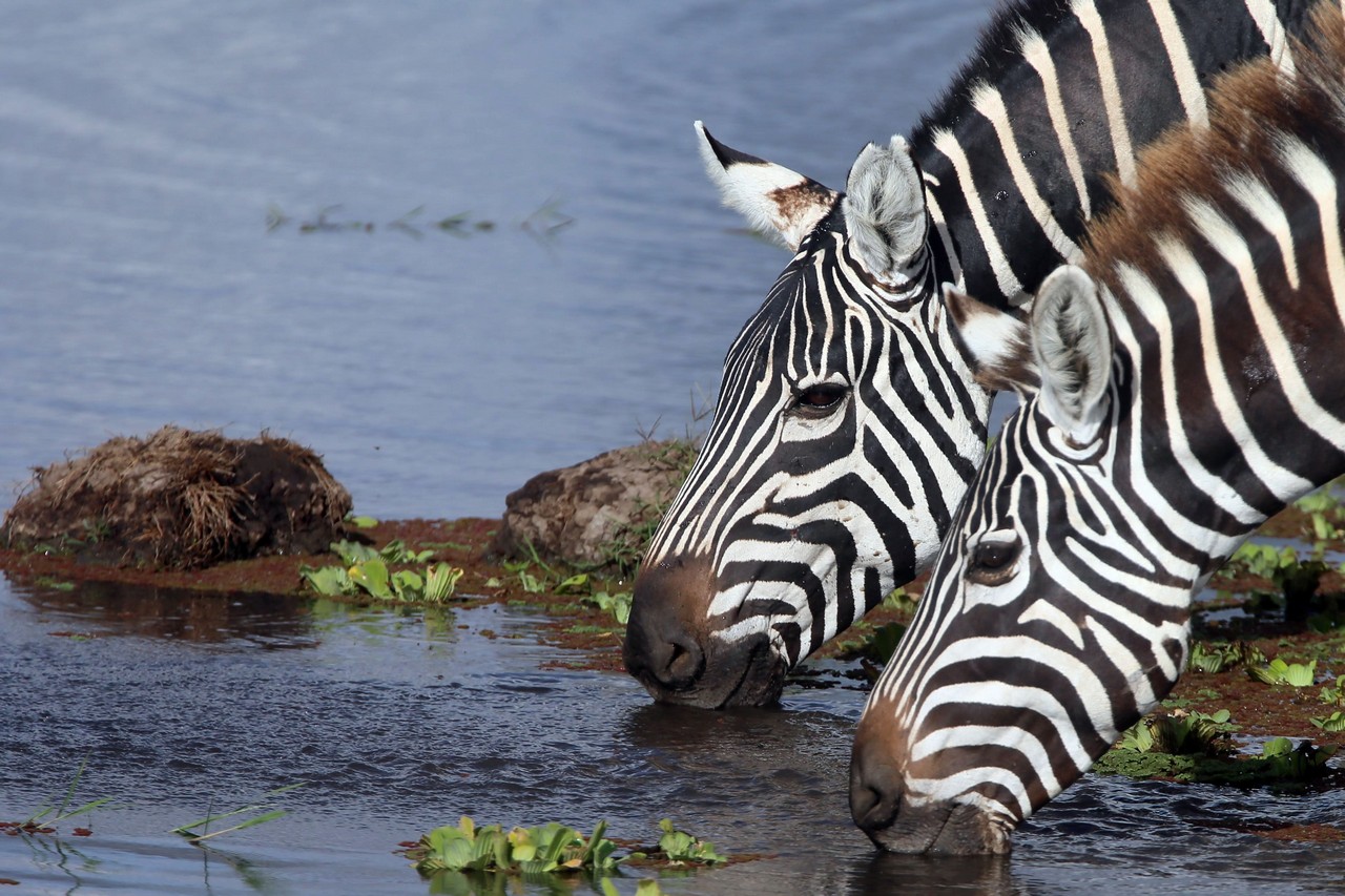 Plains zebras - Amboseli - Kenya