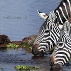 Plains zebras - Amboseli - Kenya