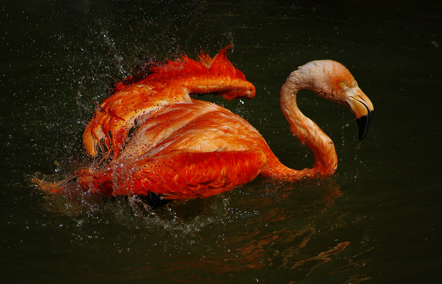 Plaisir aquatique (Phoenicopterus roseus, flamant rose)