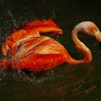 Plaisir aquatique (Phoenicopterus roseus, flamant rose)