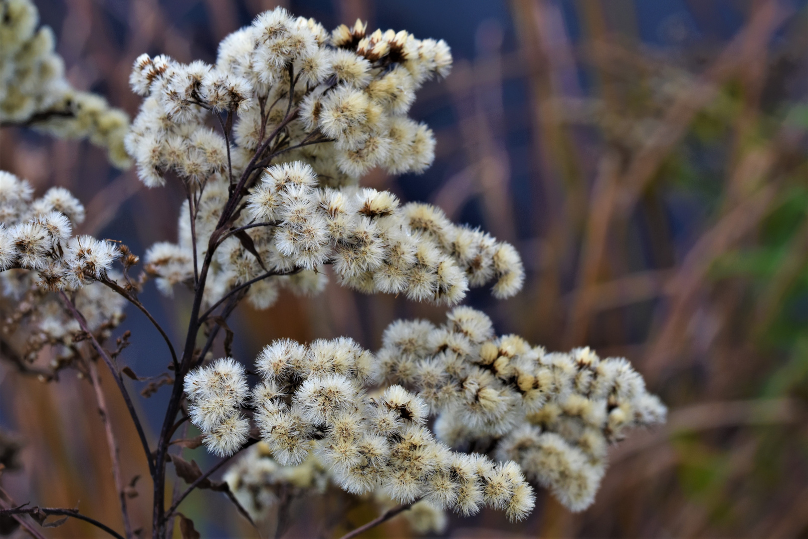 Plaisir d'automne