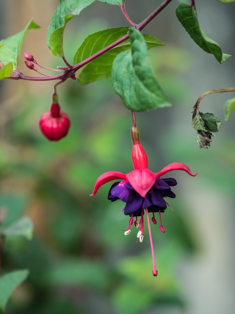 Plaisir de la visite du jardin botanique de Villers-Lès-Nancy