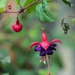 Plaisir de la visite du jardin botanique de Villers-Lès-Nancy