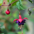 Plaisir de la visite du jardin botanique de Villers-Lès-Nancy