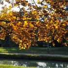 Plaisir des yeux en automne