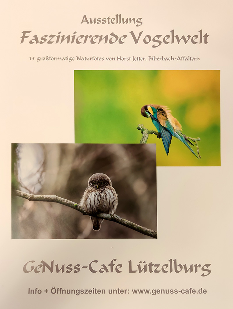 Plakat Faszinierende Vogelwelt