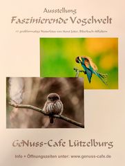 Plakat Faszinierende Vogelwelt