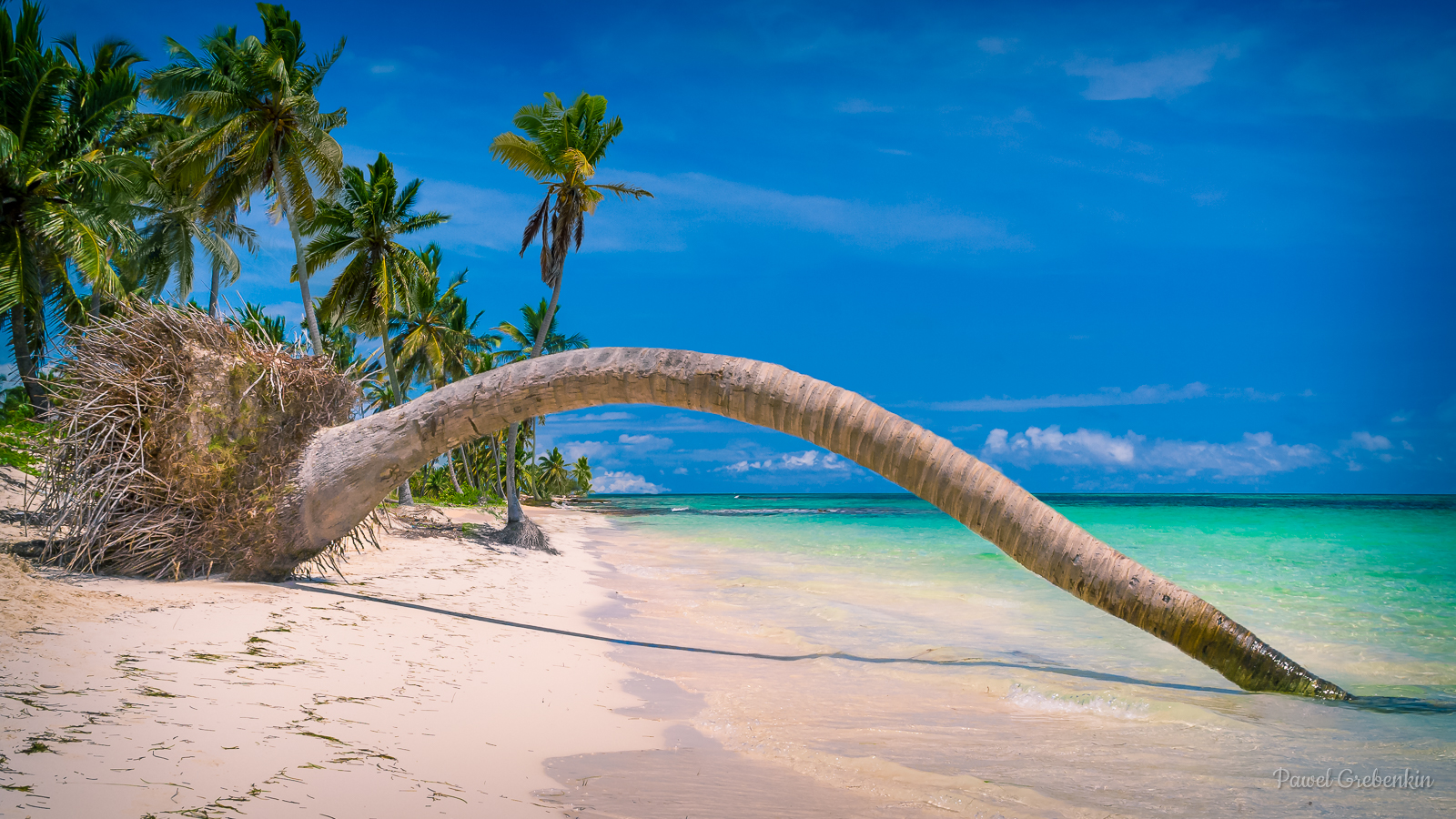 Plam tree fallen in water on a beach at Dominican republic