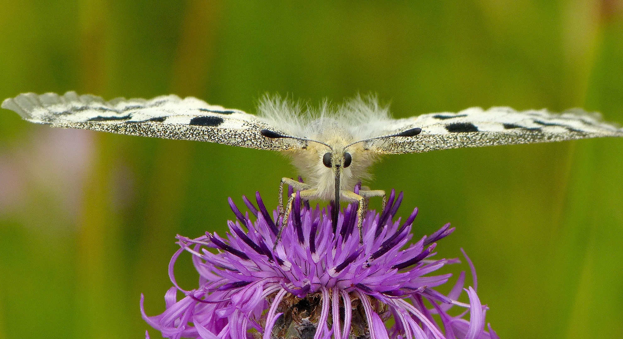 Plan auf Flockenblume