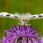 Plan auf Flockenblume