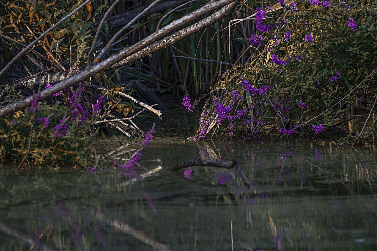 Plan rapproché l'etang