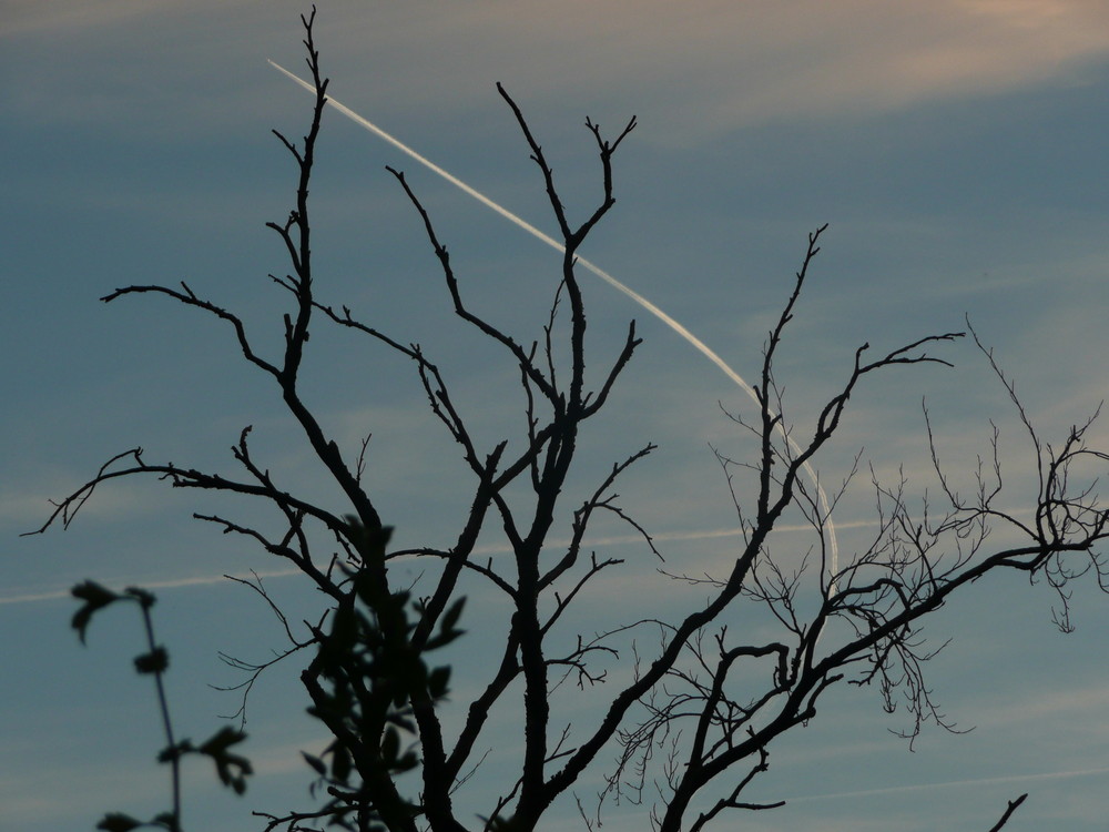 Plane in the sky