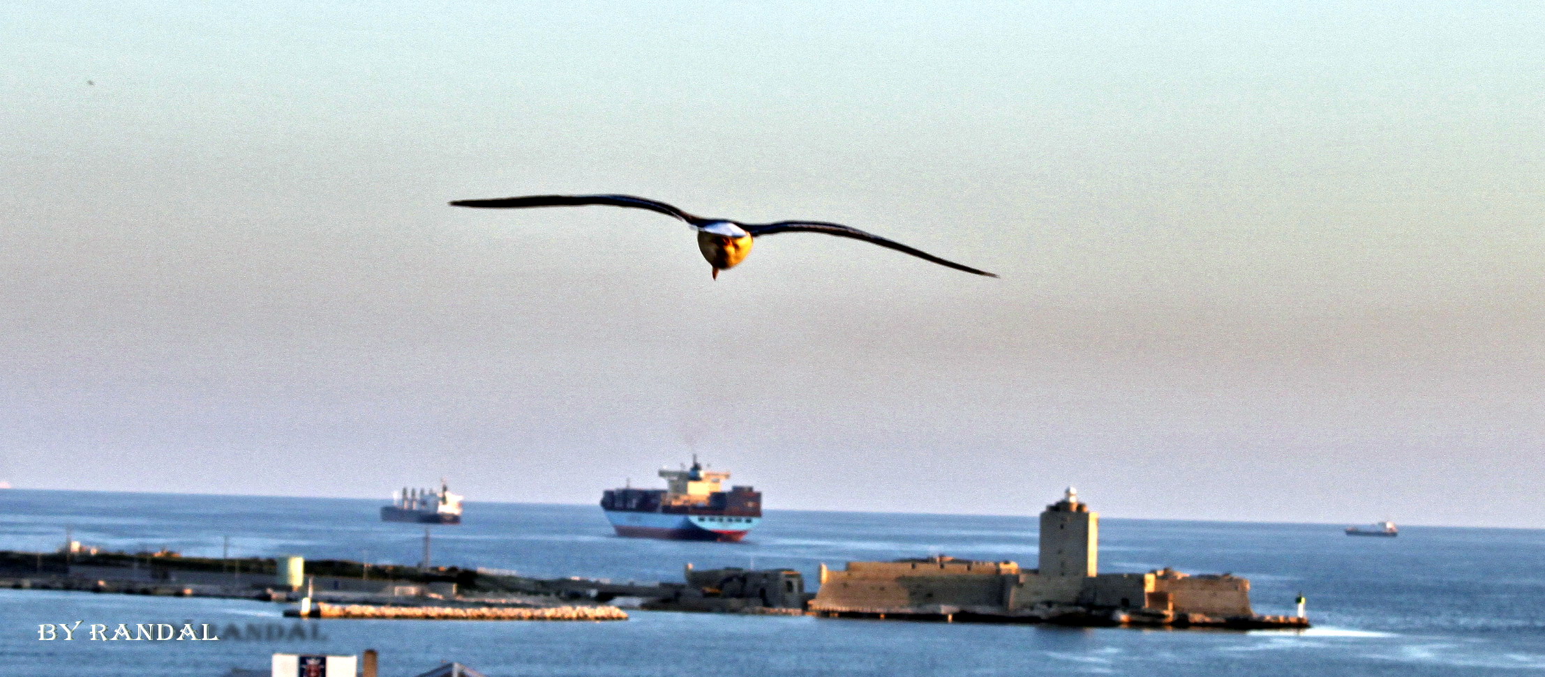 Plane sur le port