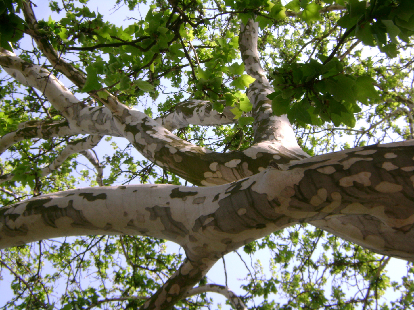 plane tree ...in on May celebrations of liberties