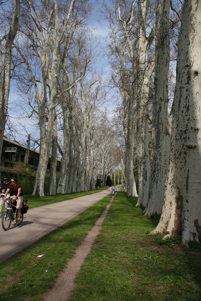 plane-trees