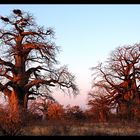 Planet Baobab - die Aussicht zum Sundowner