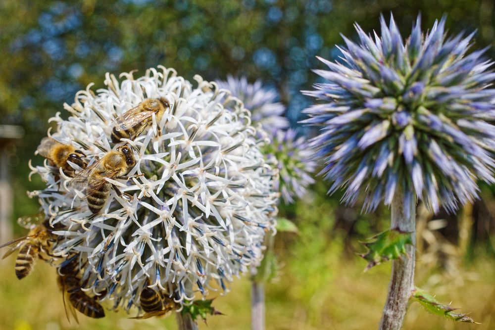 Planet der Bienen