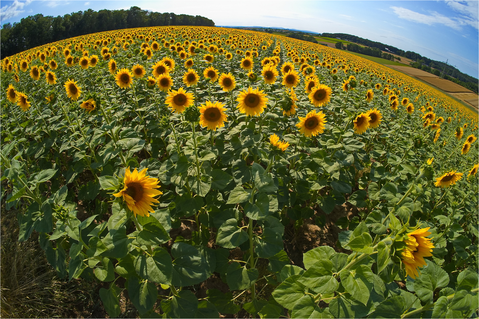 Planet der Sonnenblumen!