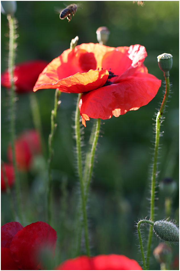 Planet Mohn