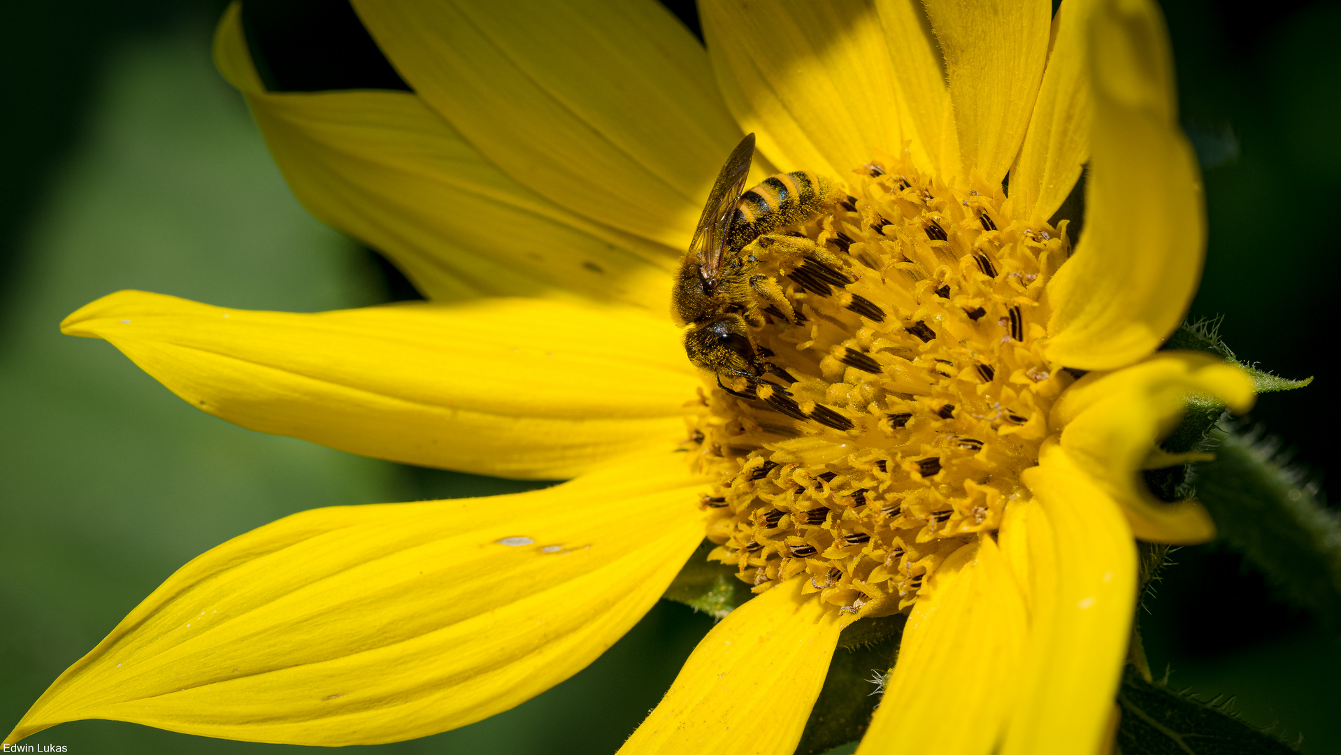 Planet Sunflower