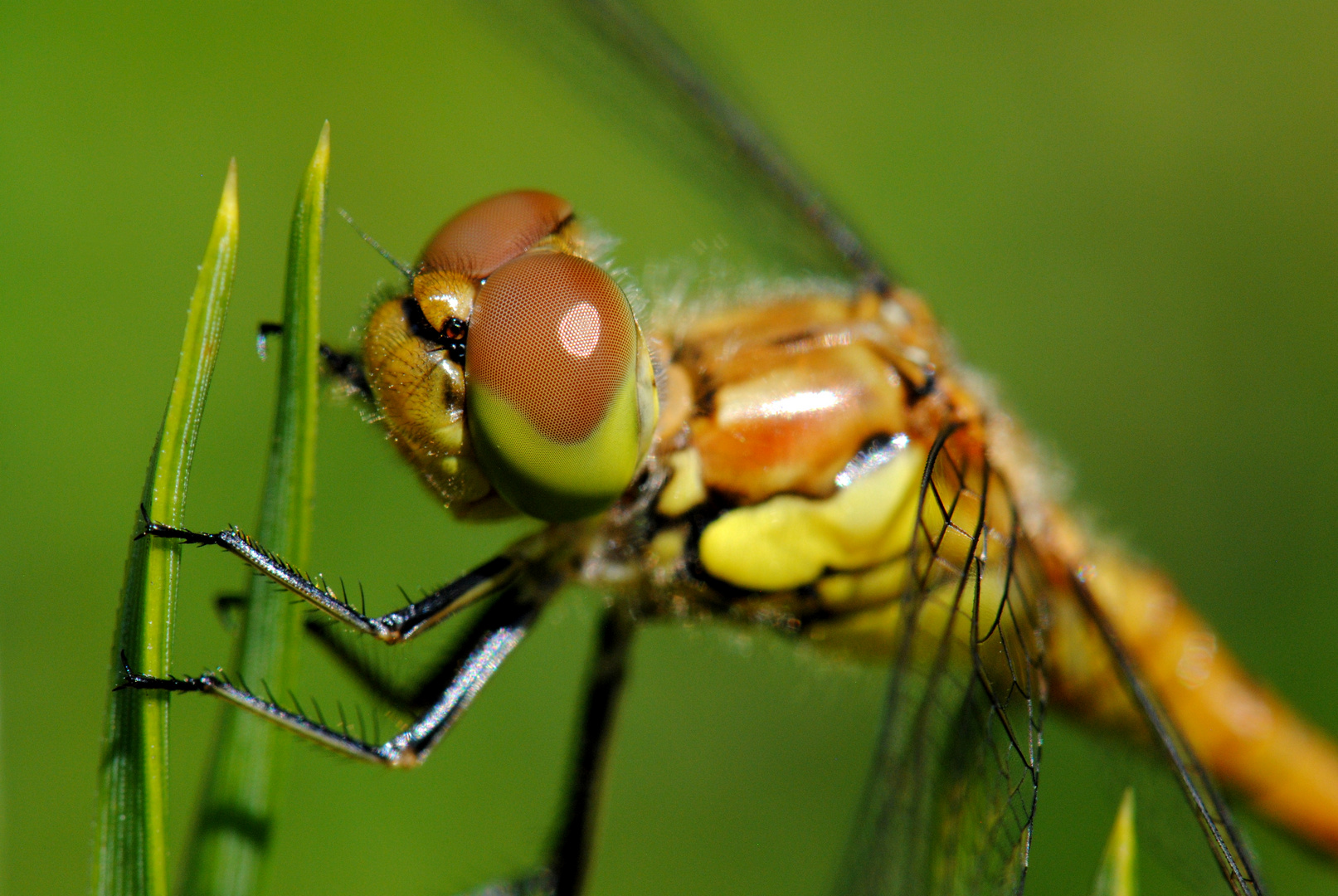 ~ Planet Youngster ~ (Sympetrum striolatum, m, frisch geschlüpft)