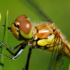 ~ Planet Youngster ~ (Sympetrum striolatum, m, frisch geschlüpft)