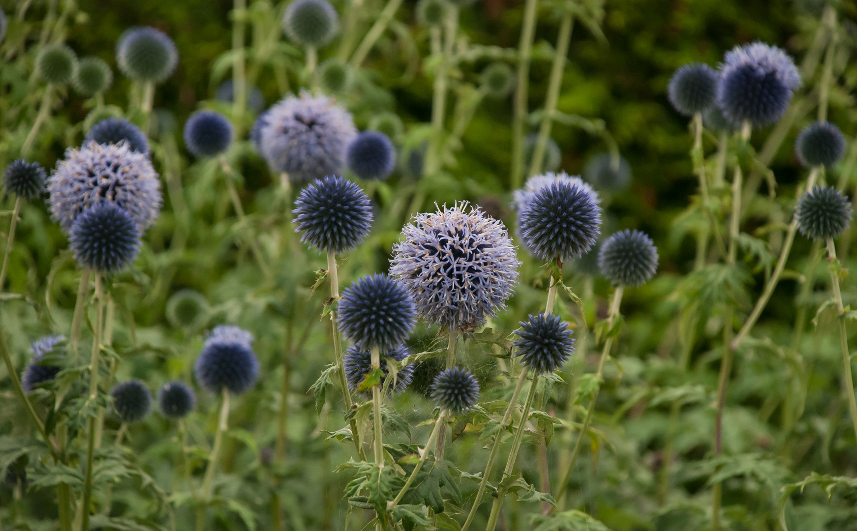 Planeten-Wiese