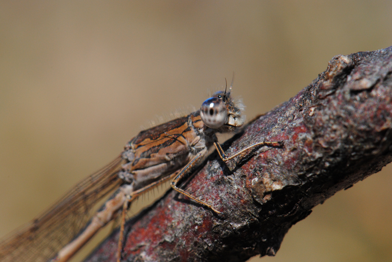 ~ Planets Of Blue Sparks ~ (Sympecma paedisca, m)