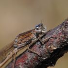 ~ Planets Of Blue Sparks ~ (Sympecma paedisca, m)