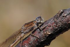 ~ Planets Of Blue Sparks ~ (Sympecma paedisca, m)