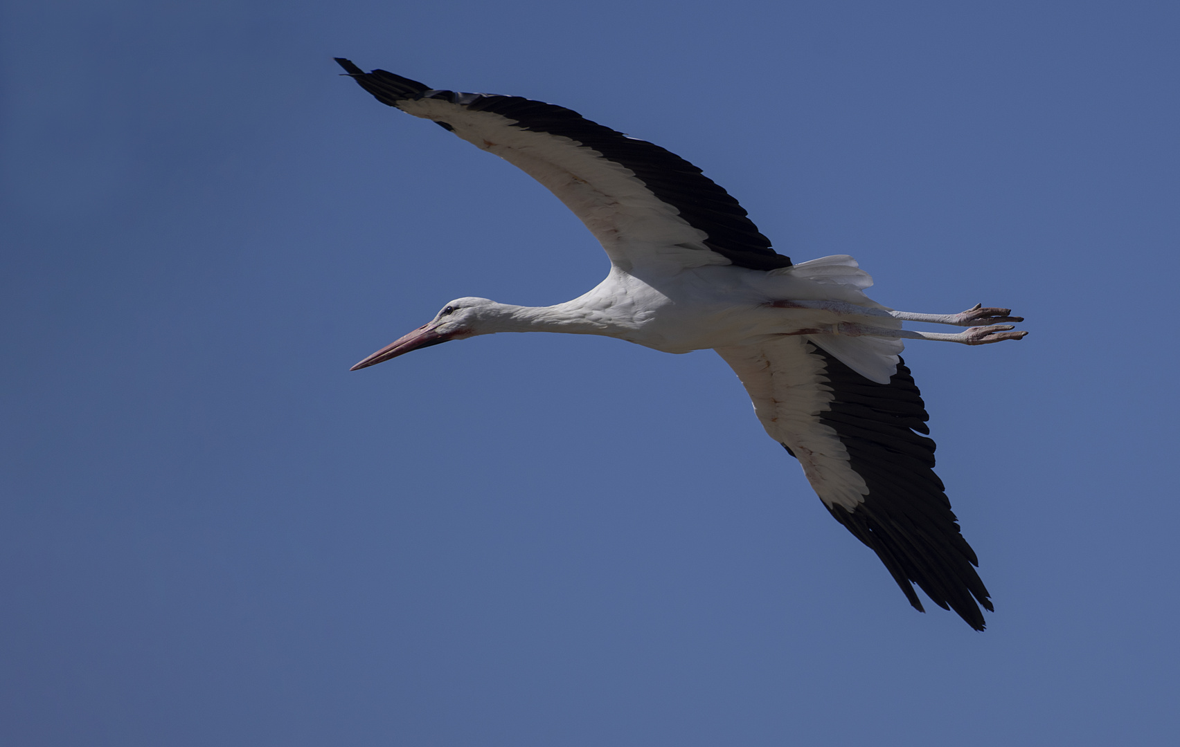 Planeur emplumé (Ciconia ciconia, cigogne blanche)