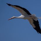 Planeur emplumé (Ciconia ciconia, cigogne blanche)