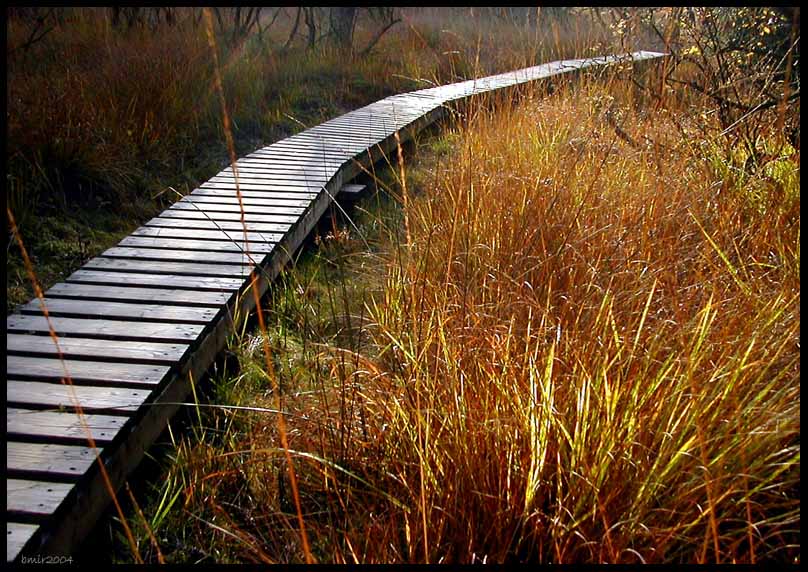 Plankenweg durch das herbstliche Hohe Venn